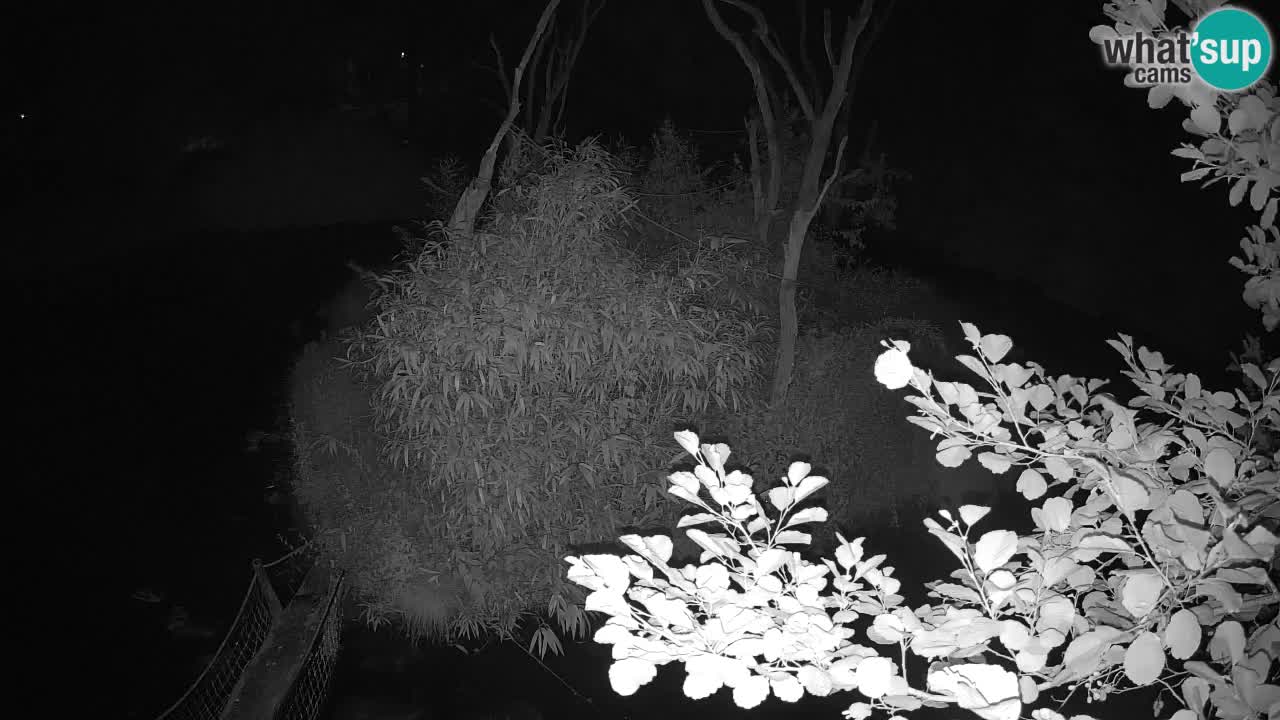 Gibon – Nomascus gabriellae – Zoo Ljubljana web kamera