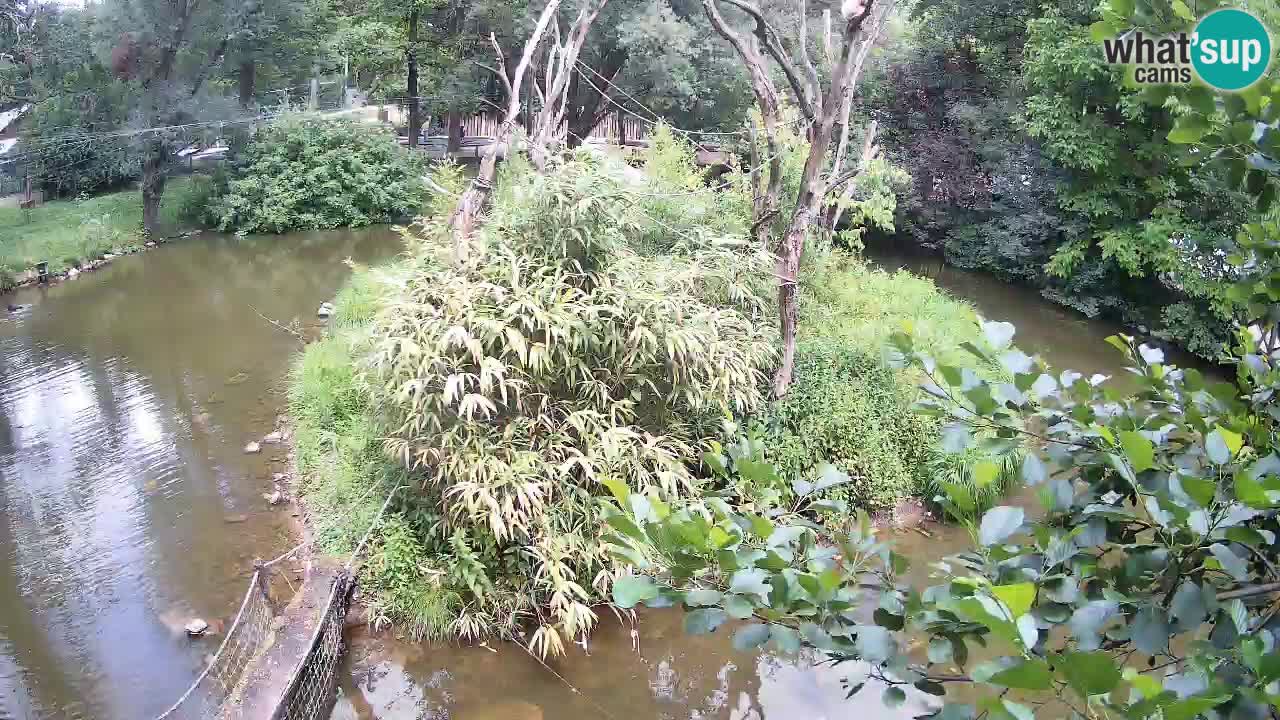 Gibon – Nomascus gabriellae – Zoo Ljubljana web kamera