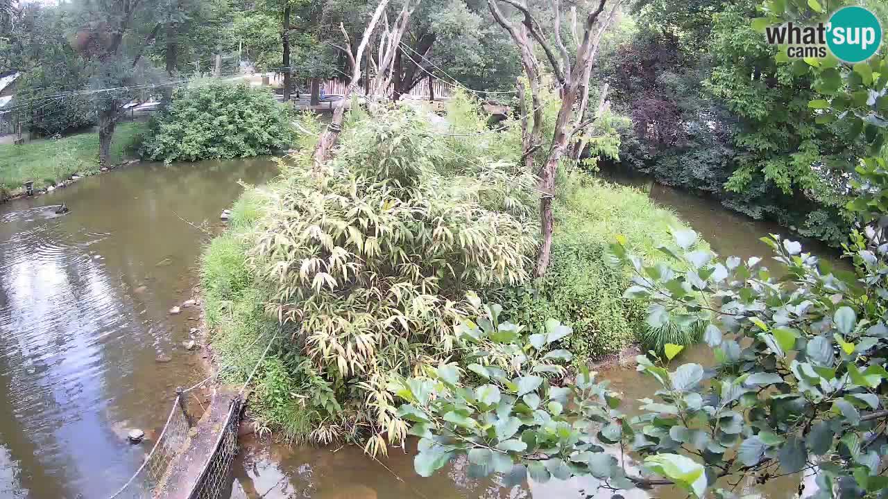 Gibon – Nomascus gabriellae – Zoo Ljubljana web kamera