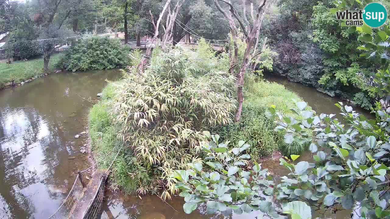 Südlicher Gelbwangen-Schopfgibbon Zoo Ljubljana webcam