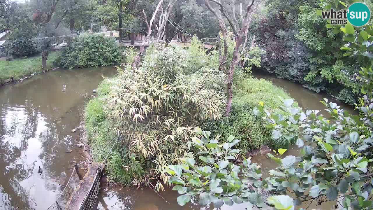 Südlicher Gelbwangen-Schopfgibbon Zoo Ljubljana webcam