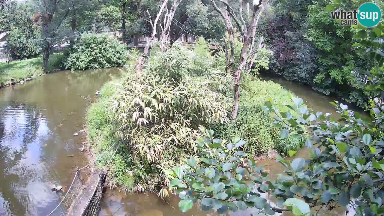 Gibbon à joues jaunes Zoo Ljubljana live cam