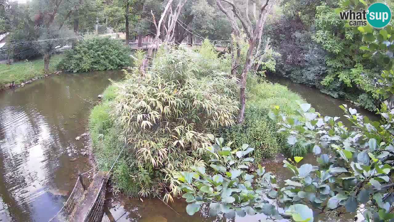Gibbon à joues jaunes Zoo Ljubljana live cam