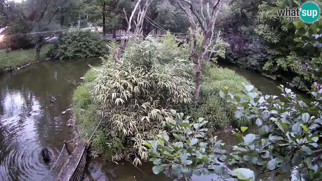 Gibbon à joues jaunes Zoo Ljubljana live cam