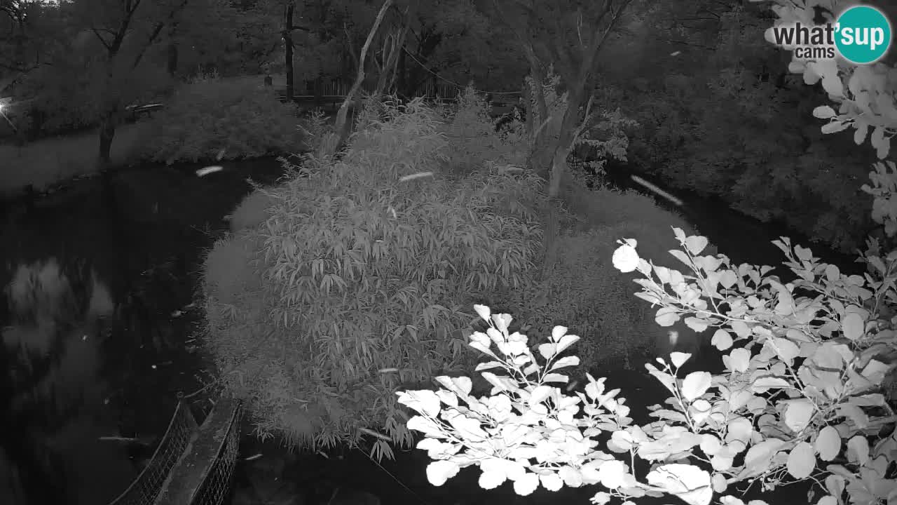 Gibon – Nomascus gabriellae – Zoo Ljubljana web kamera