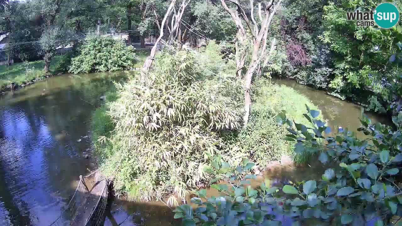 Gibbon à joues jaunes Zoo Ljubljana live cam