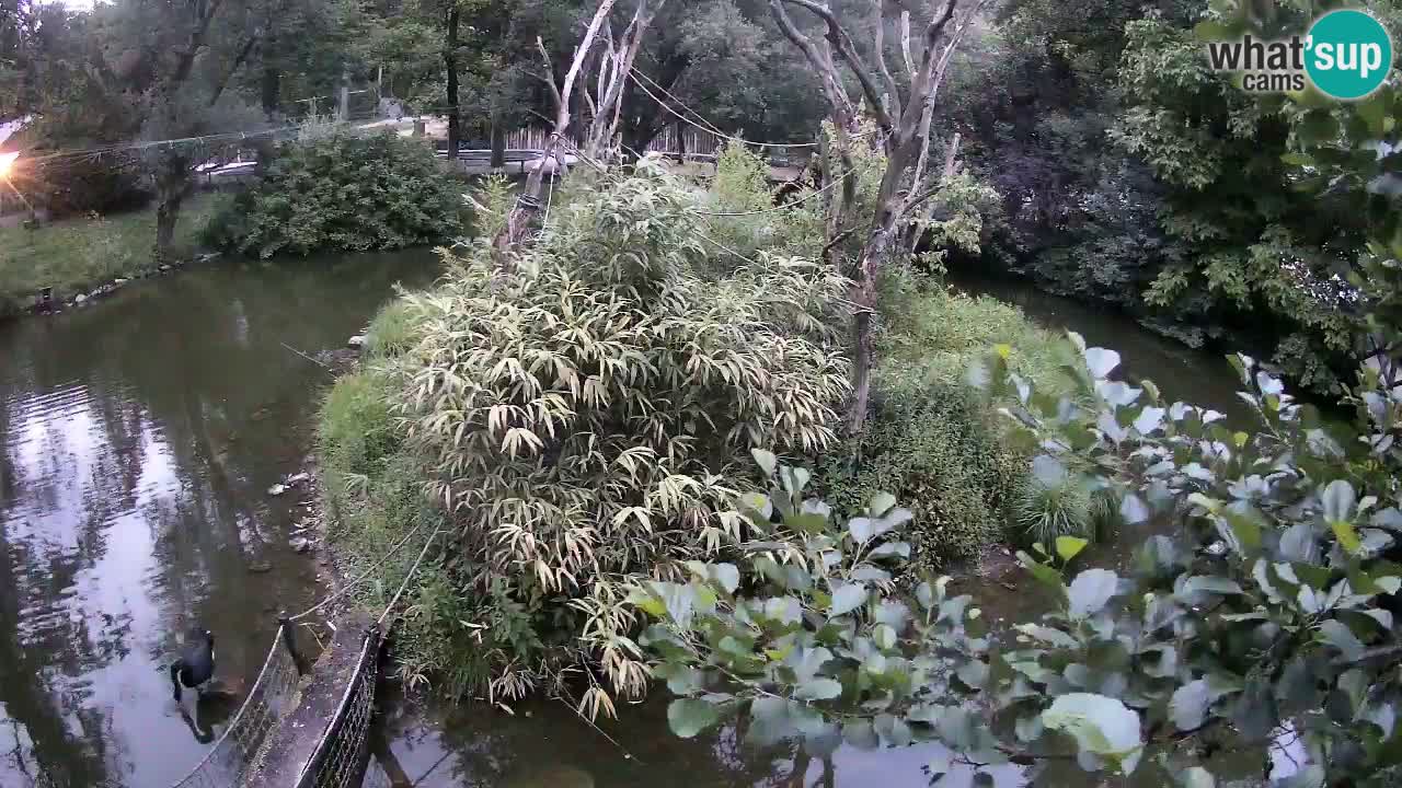 Gibbon à joues jaunes Zoo Ljubljana live cam