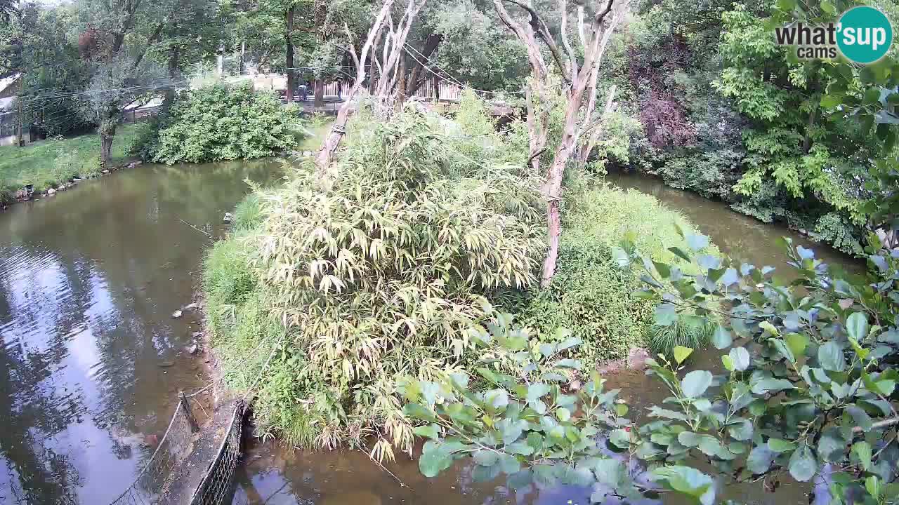 Gibbon à joues jaunes Zoo Ljubljana live cam