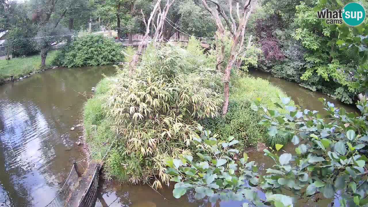 Gibon – Nomascus gabriellae – Zoo Ljubljana web kamera
