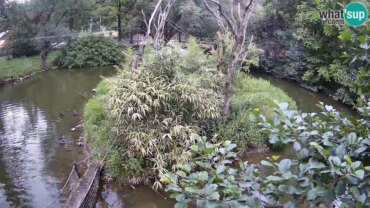 Südlicher Gelbwangen-Schopfgibbon Zoo Ljubljana webcam