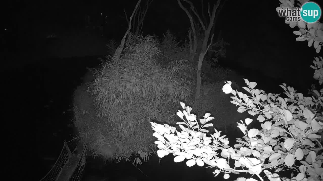 Gibon – Nomascus gabriellae – Zoo Ljubljana web kamera