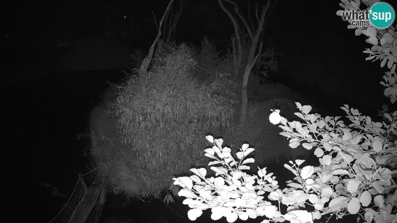 Südlicher Gelbwangen-Schopfgibbon Zoo Ljubljana webcam