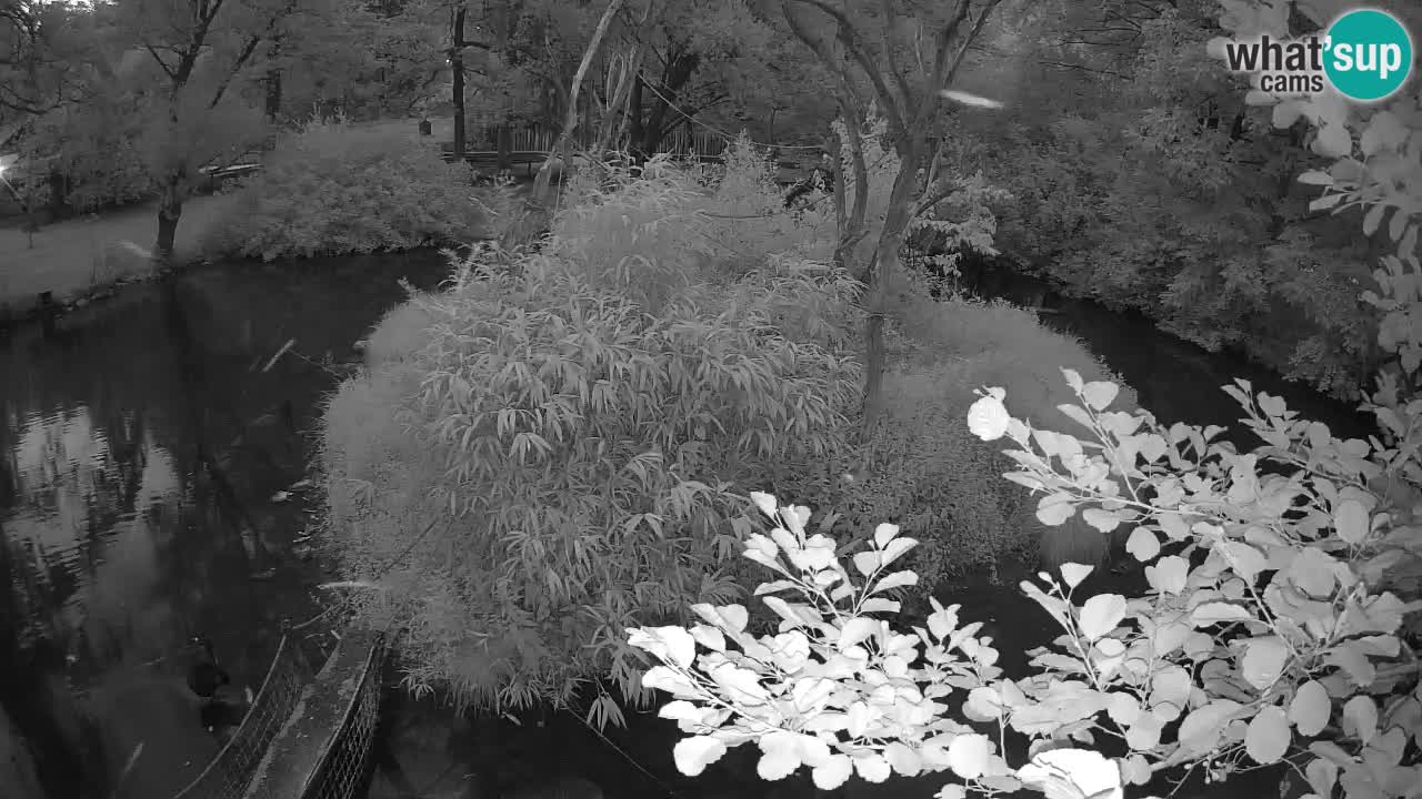 Gibbon à joues jaunes Zoo Ljubljana live cam