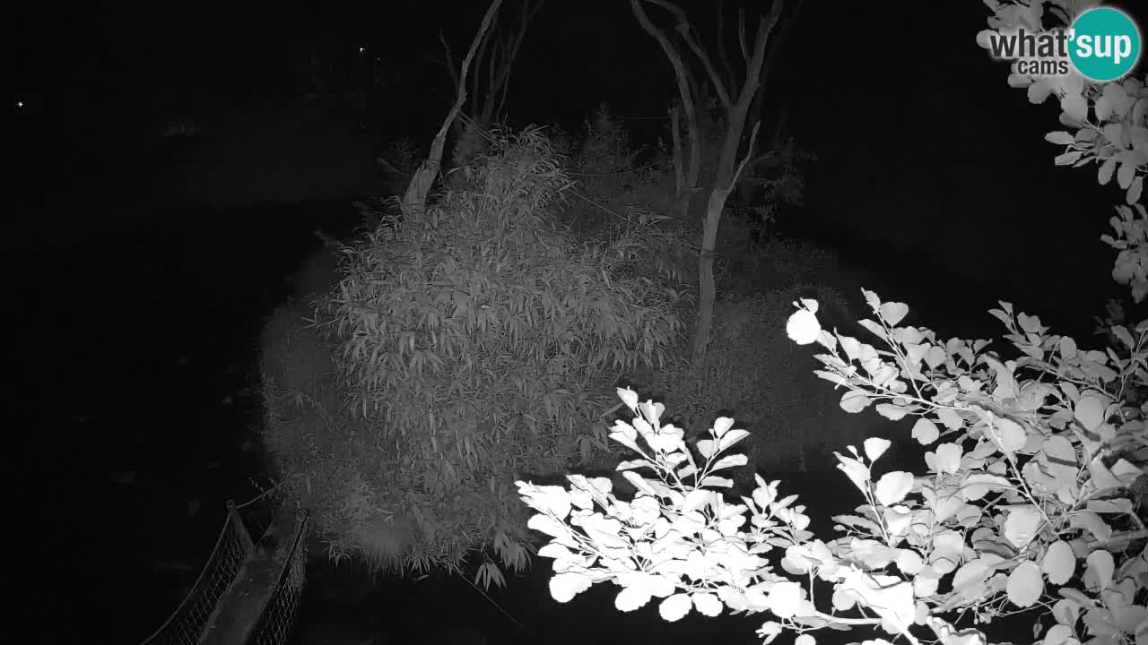 Gibon – Nomascus gabriellae – Zoo Ljubljana web kamera
