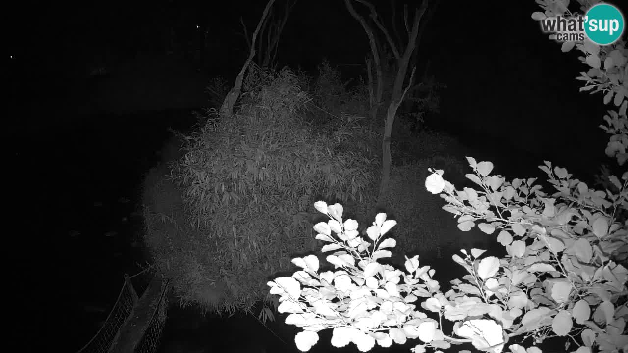 Yellow-cheeked gibbon Zoo Ljubljana livecam