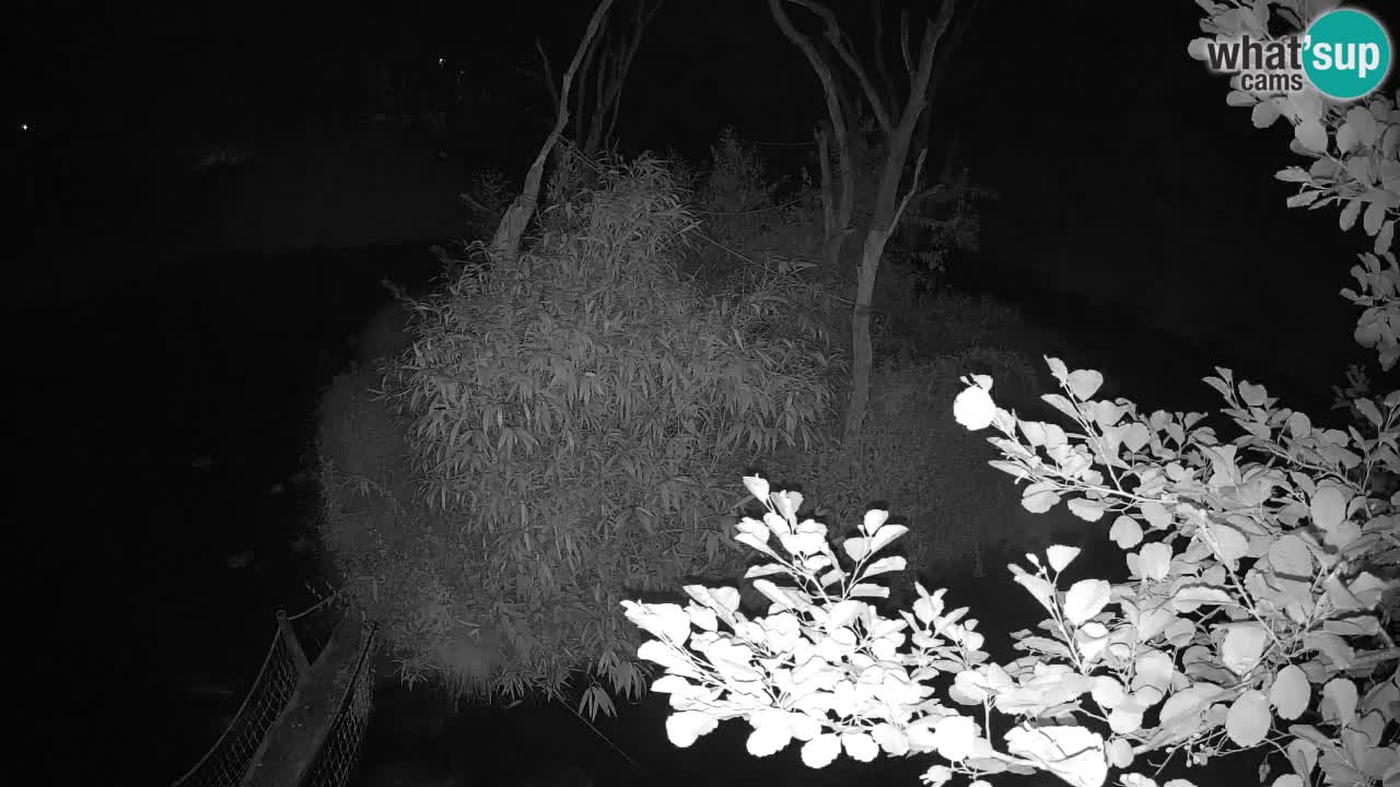 Südlicher Gelbwangen-Schopfgibbon Zoo Ljubljana webcam