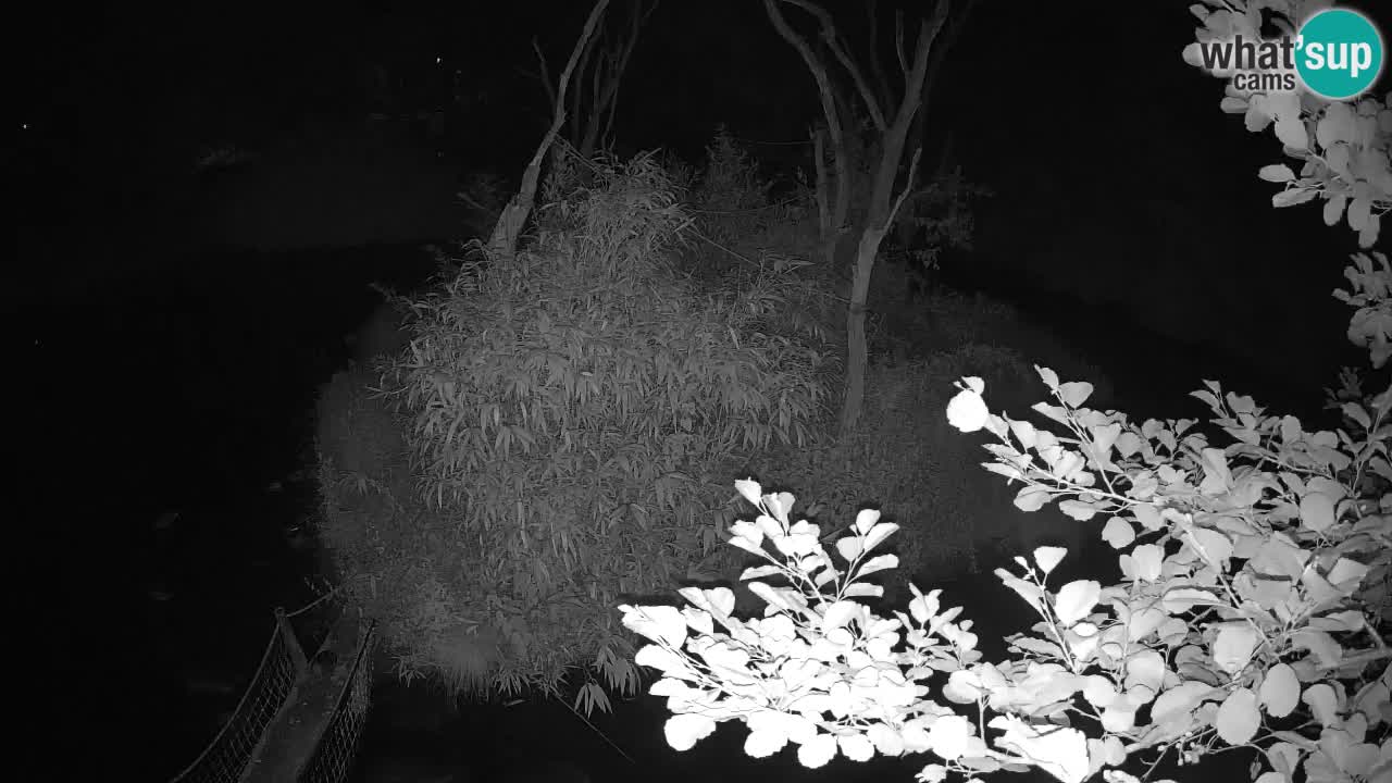 Gibbon à joues jaunes Zoo Ljubljana live cam