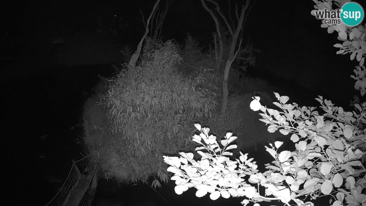 Gibon – Nomascus gabriellae – Zoo Ljubljana web kamera