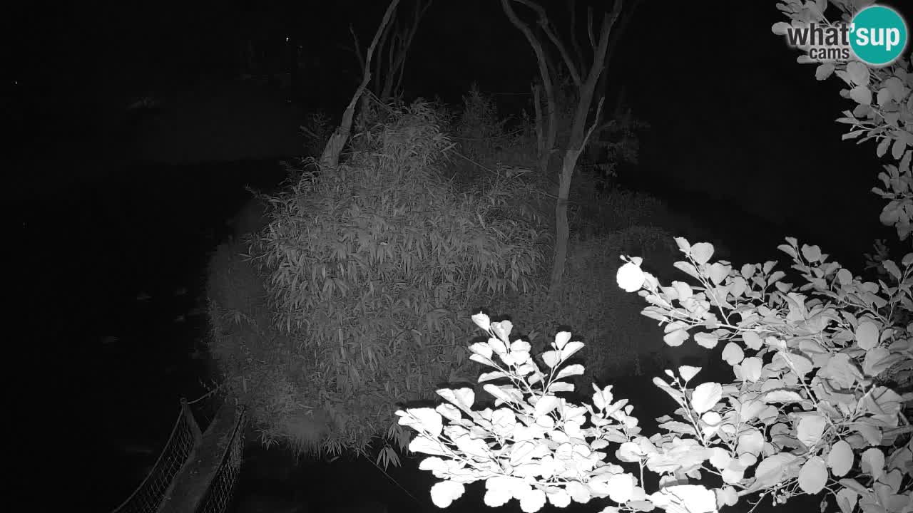 Gibon – Nomascus gabriellae – Zoo Ljubljana web kamera