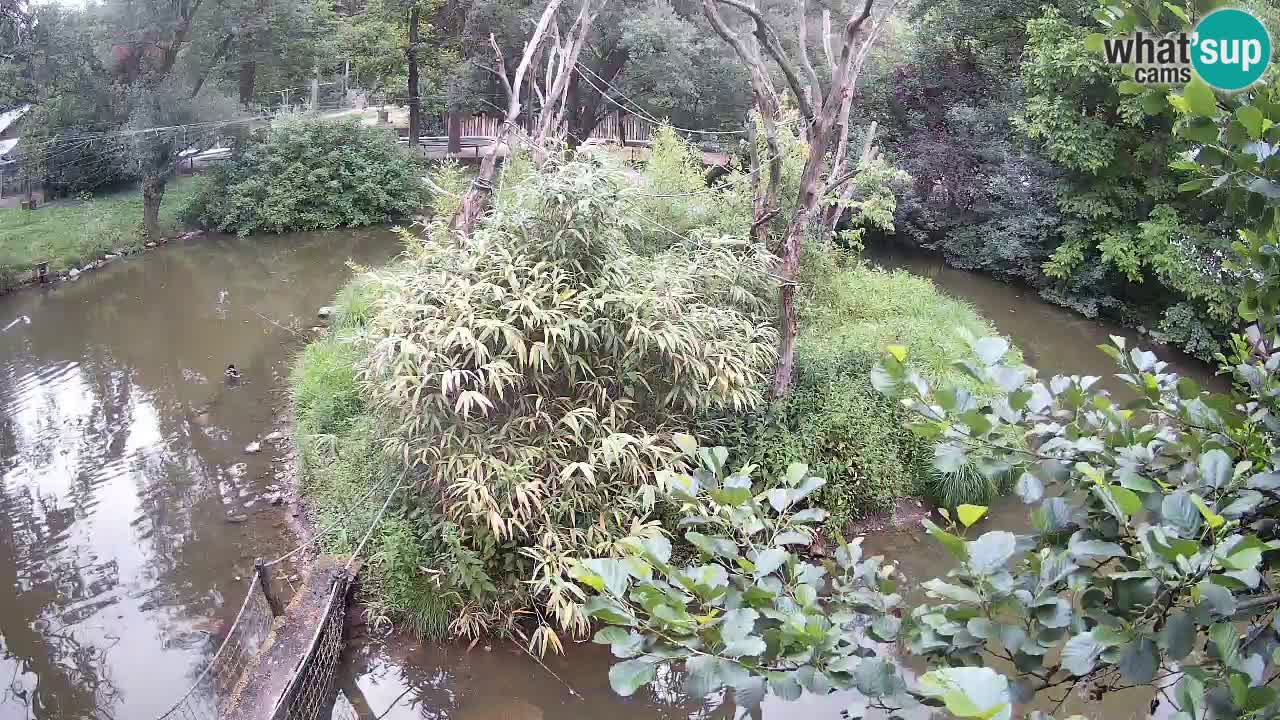 Südlicher Gelbwangen-Schopfgibbon Zoo Ljubljana webcam