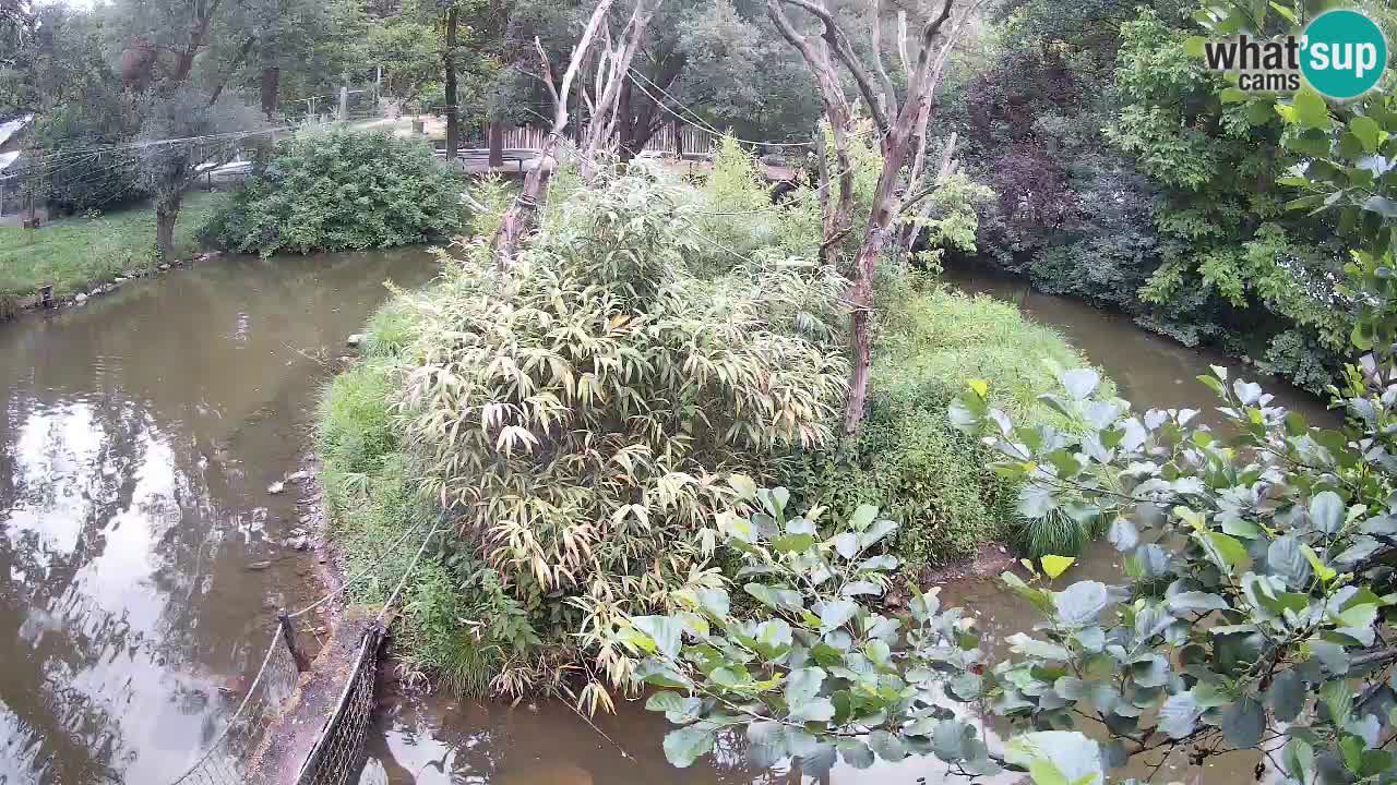 Yellow-cheeked gibbon Zoo Ljubljana livecam