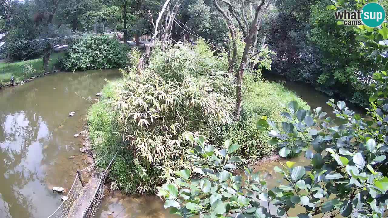 Yellow-cheeked gibbon Zoo Ljubljana livecam