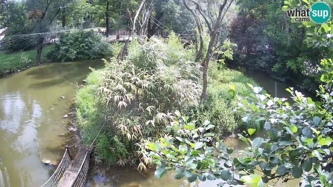 Yellow-cheeked gibbon Zoo Ljubljana livecam