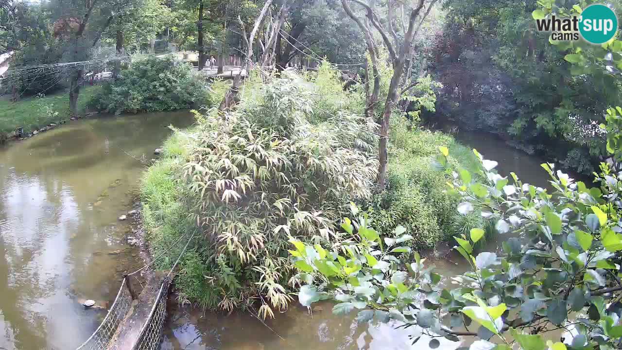 Gibbone dalle guance rosa nello ZOO di Ljubljana