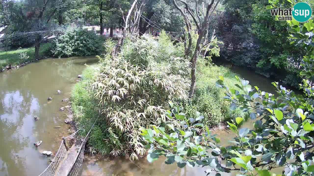 Gibbon à joues jaunes Zoo Ljubljana live cam