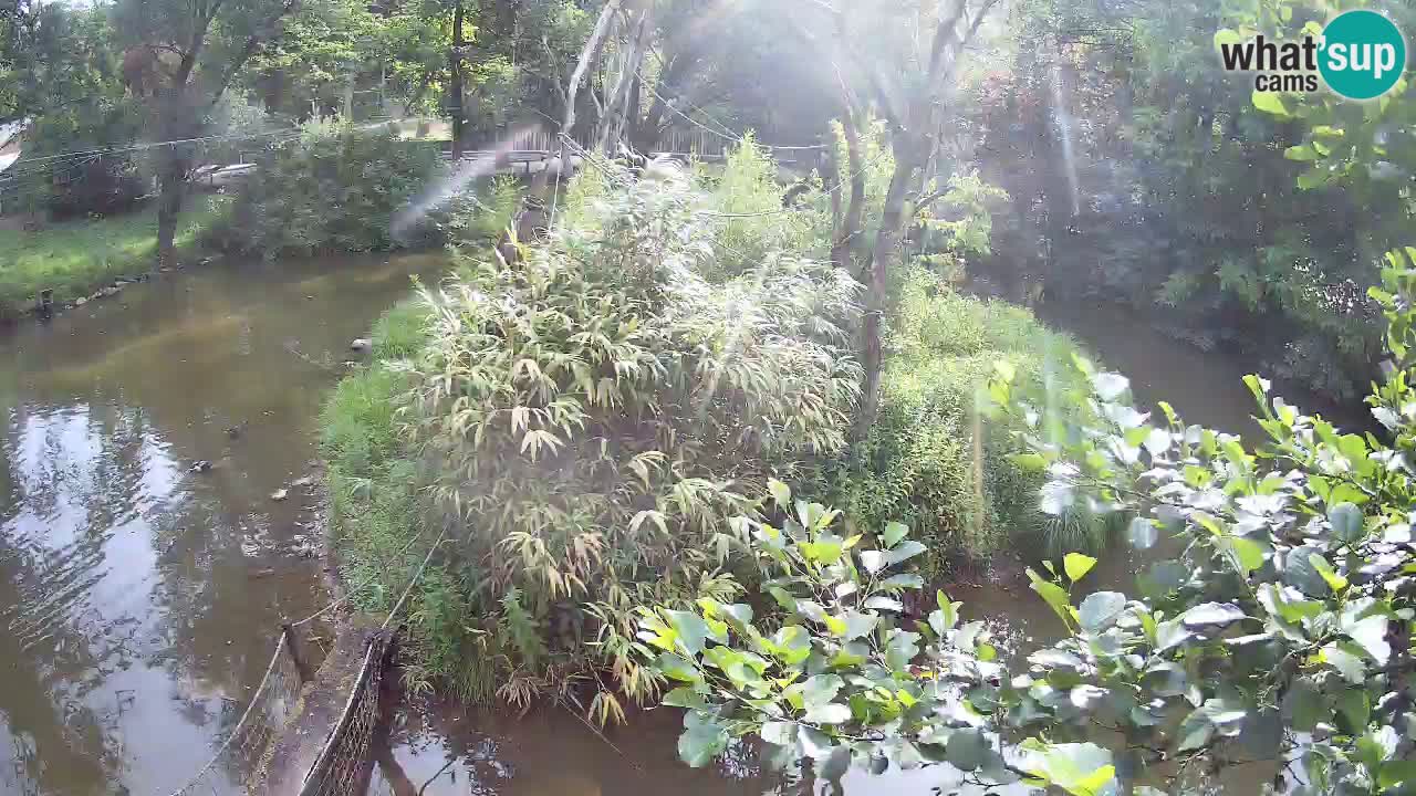 Yellow-cheeked gibbon Zoo Ljubljana livecam