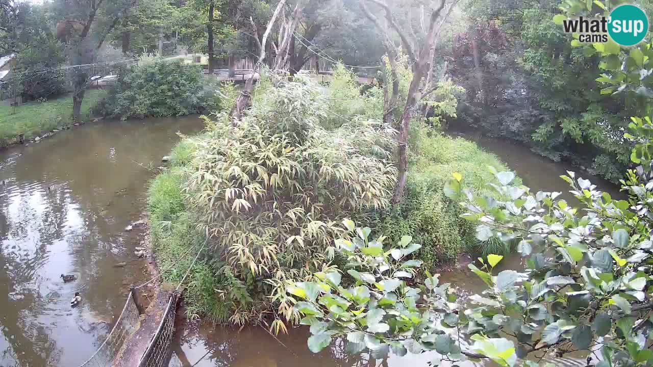 Yellow-cheeked gibbon Zoo Ljubljana livecam