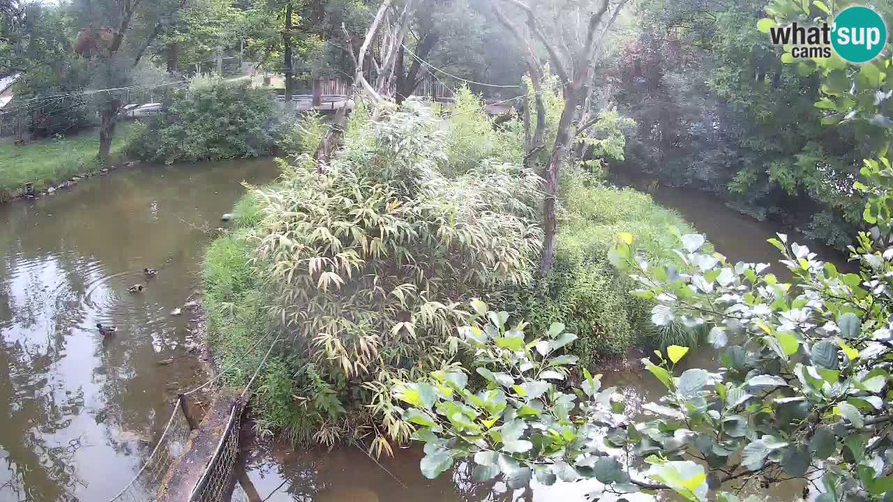 Gibon – Nomascus gabriellae – Zoo Ljubljana web kamera