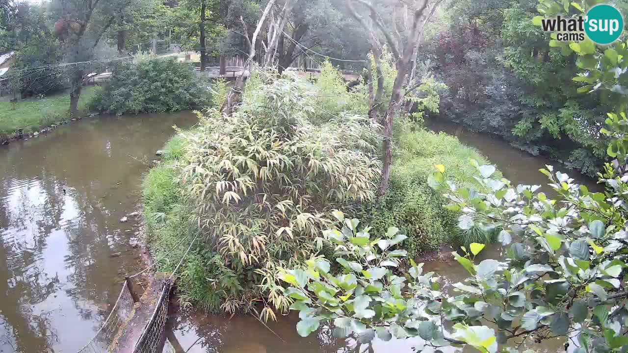 Gibbon à joues jaunes Zoo Ljubljana live cam