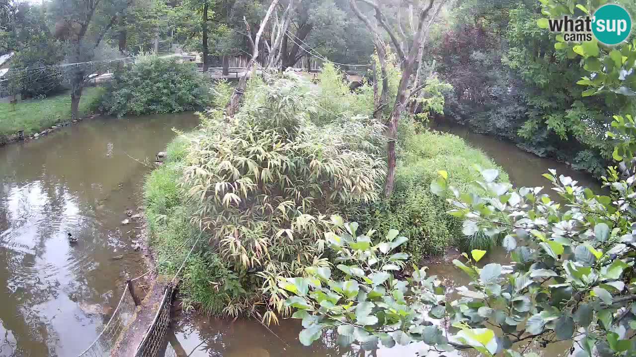 Yellow-cheeked gibbon Zoo Ljubljana livecam