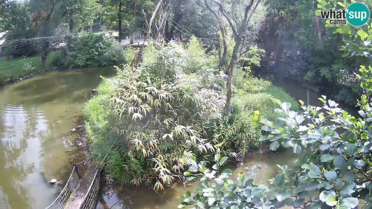 Südlicher Gelbwangen-Schopfgibbon Zoo Ljubljana webcam