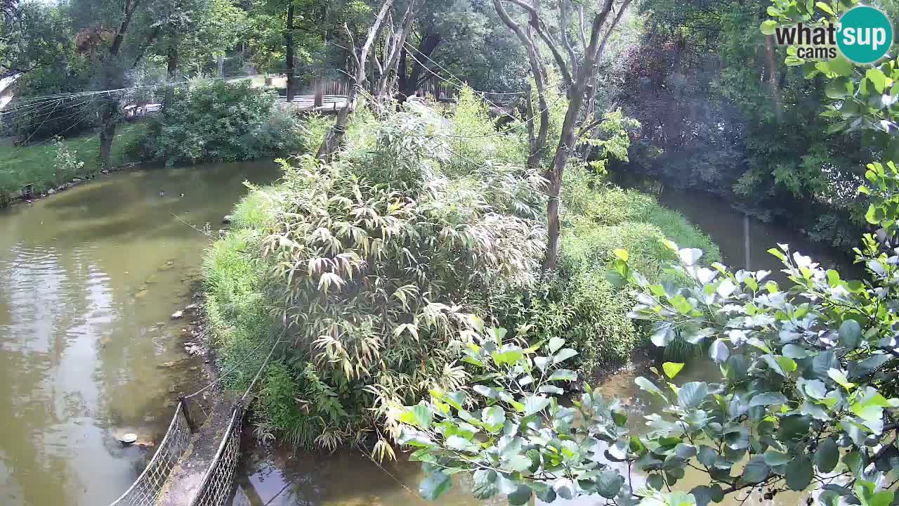 Gibbon à joues jaunes Zoo Ljubljana live cam