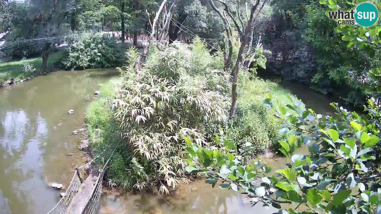Yellow-cheeked gibbon Zoo Ljubljana livecam