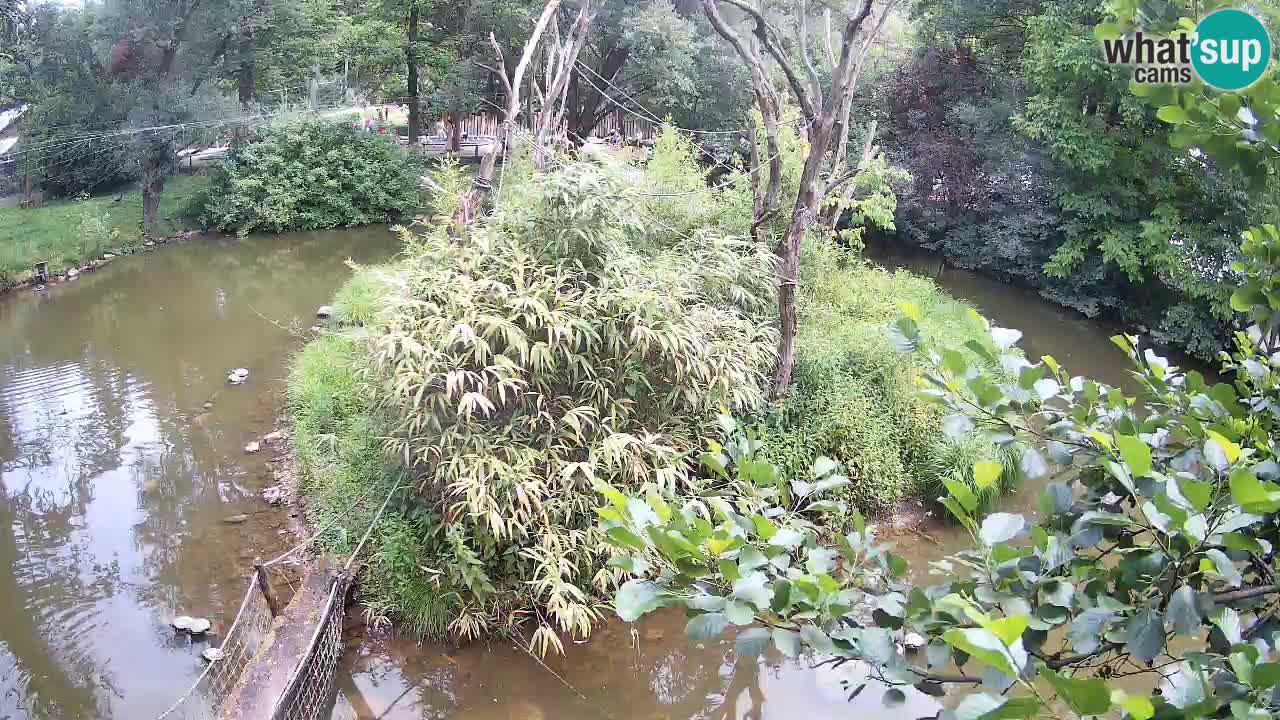 Gibon – Nomascus gabriellae – Zoo Ljubljana web kamera