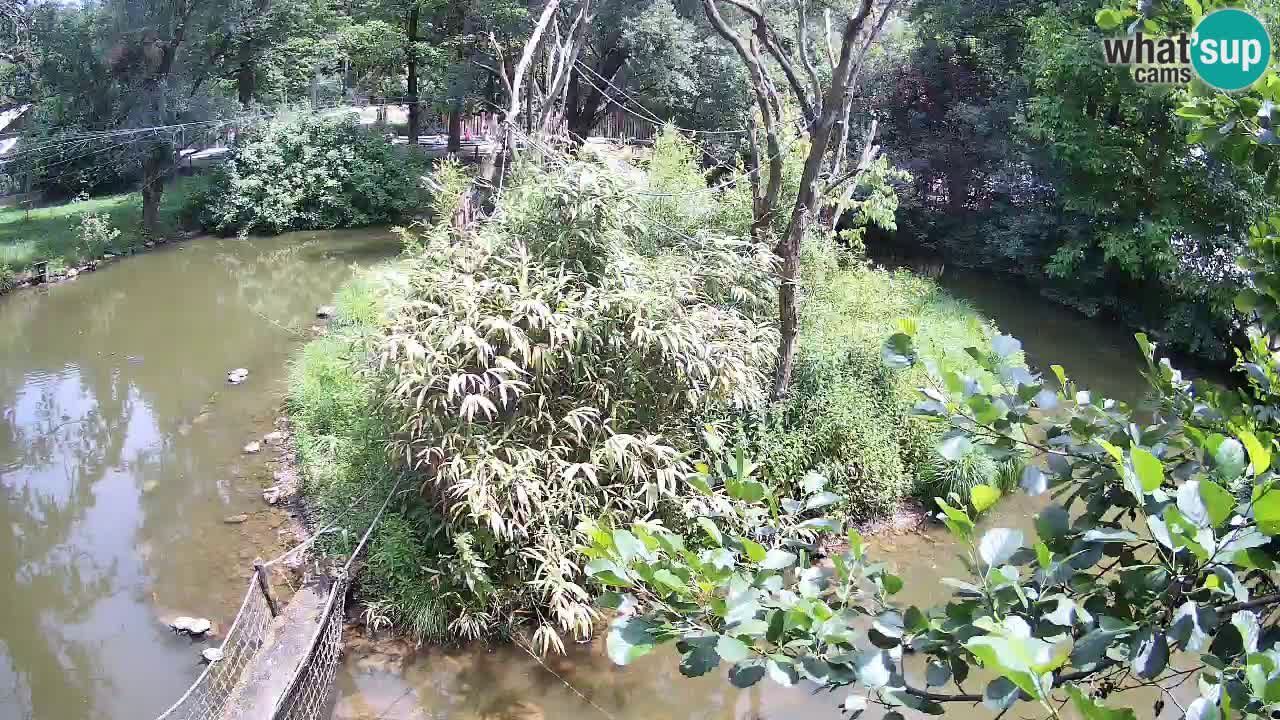 Gibon – Nomascus gabriellae – Zoo Ljubljana web kamera