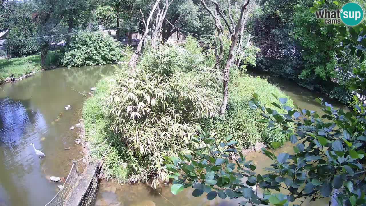 Yellow-cheeked gibbon Zoo Ljubljana livecam