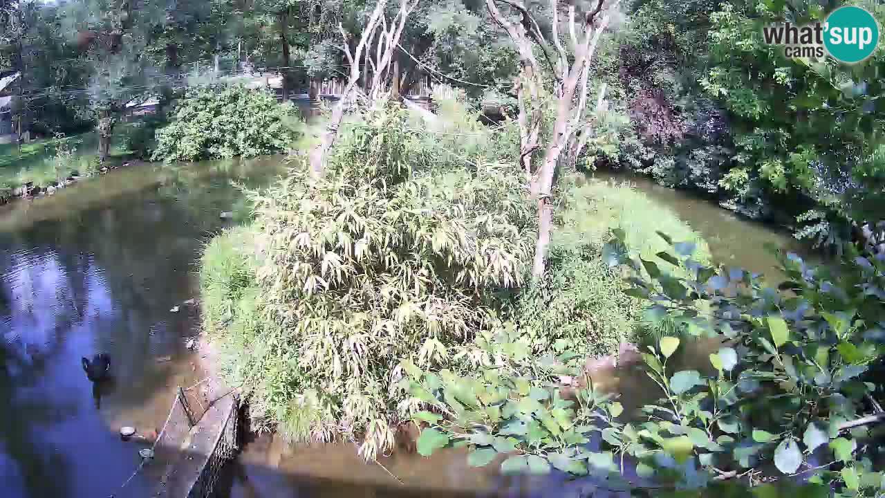 Südlicher Gelbwangen-Schopfgibbon Zoo Ljubljana webcam