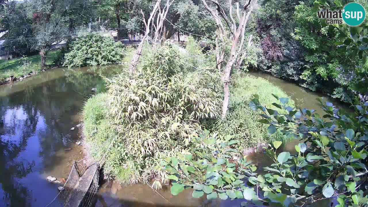 Yellow-cheeked gibbon Zoo Ljubljana livecam