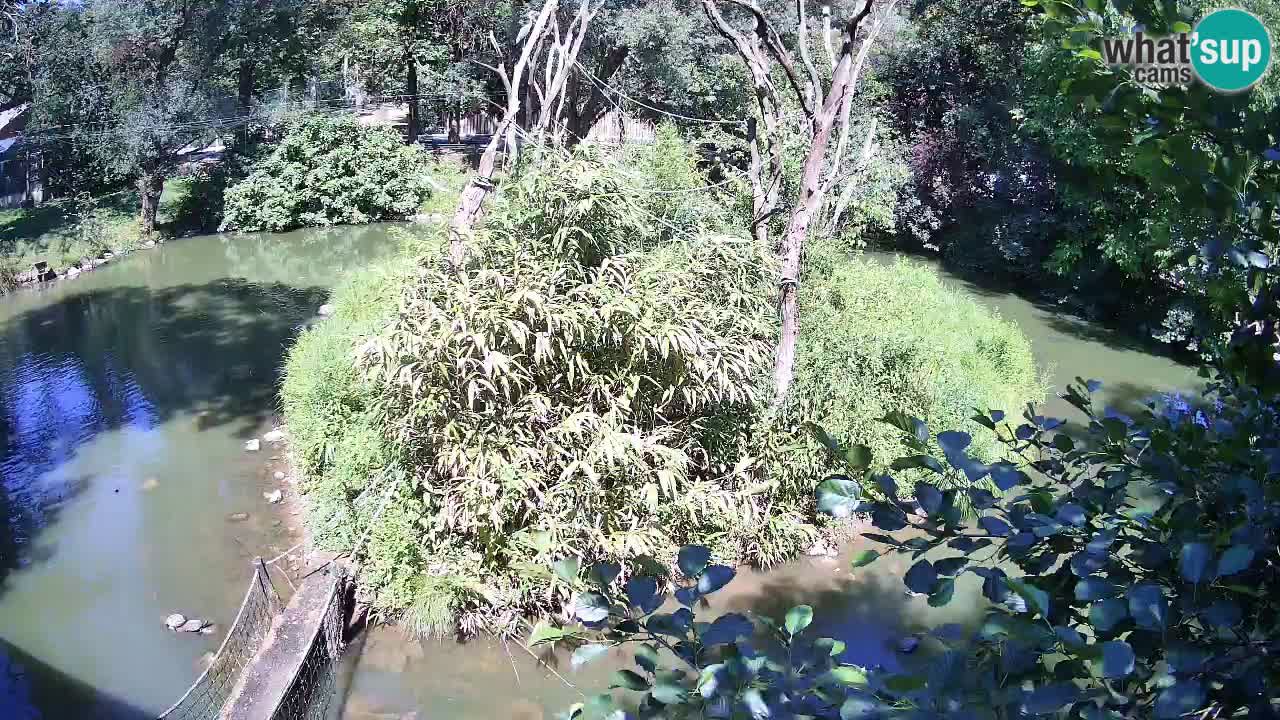 Südlicher Gelbwangen-Schopfgibbon Zoo Ljubljana webcam