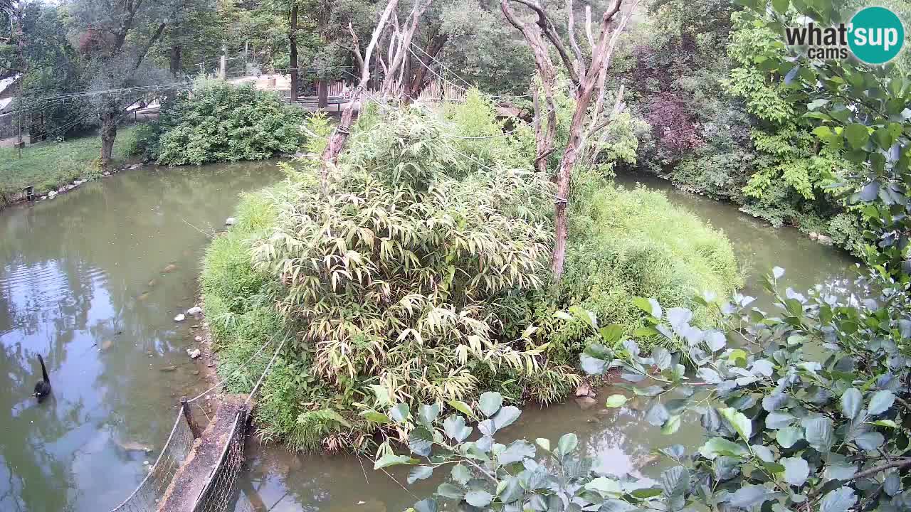 Südlicher Gelbwangen-Schopfgibbon Zoo Ljubljana webcam