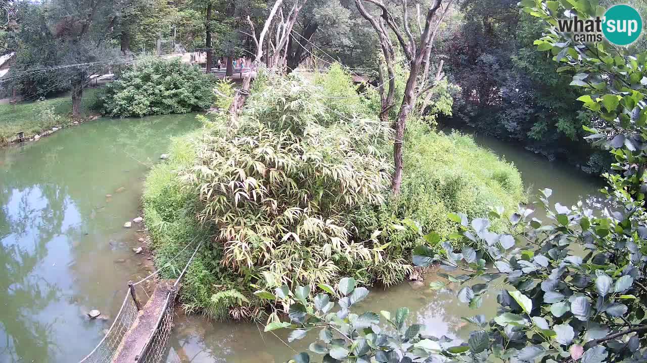 Yellow-cheeked gibbon Zoo Ljubljana livecam