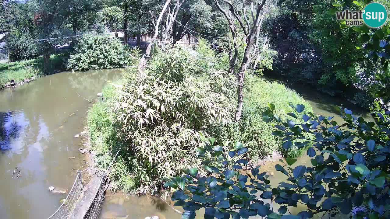 Yellow-cheeked gibbon Zoo Ljubljana livecam