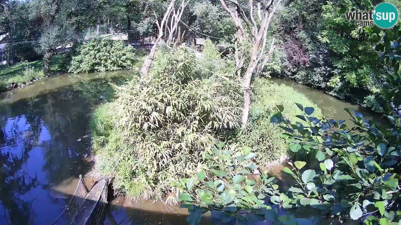Gibon – Nomascus gabriellae – Zoo Ljubljana web kamera
