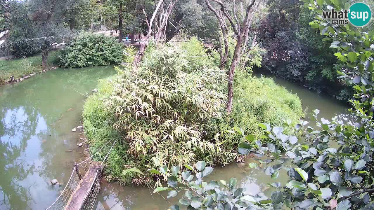 Yellow-cheeked gibbon Zoo Ljubljana livecam