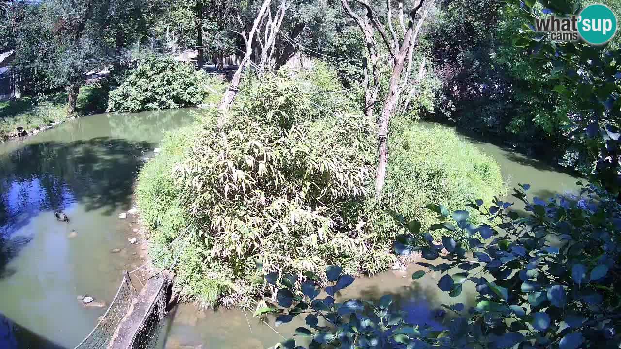 Yellow-cheeked gibbon Zoo Ljubljana livecam