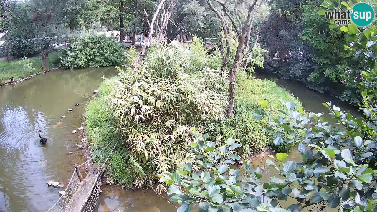 Yellow-cheeked gibbon Zoo Ljubljana livecam